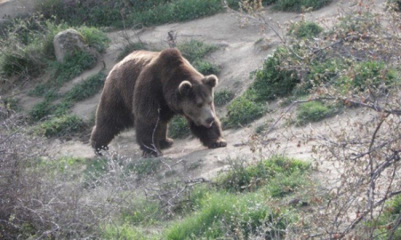 Кметът на Белица: Няма да убиваме мечката, надяваме се да е високо в планината