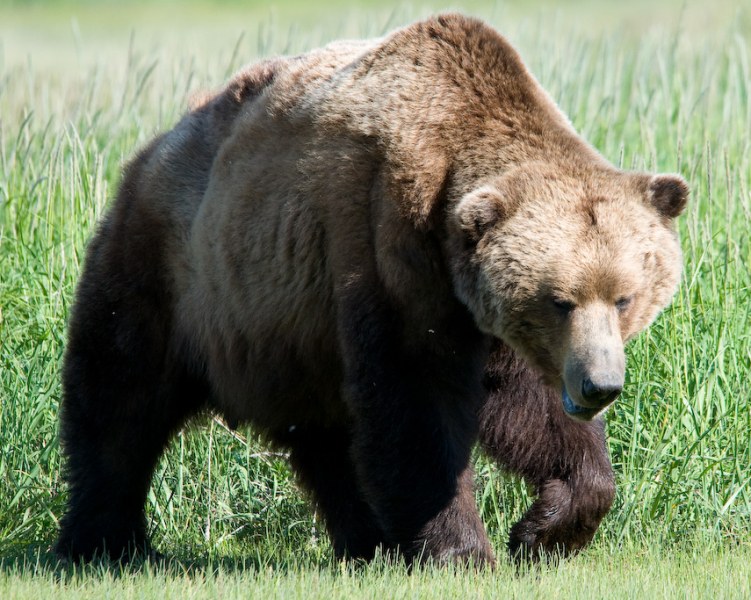 Министерството реши: Отстрелват мечката в Белица, опасна е