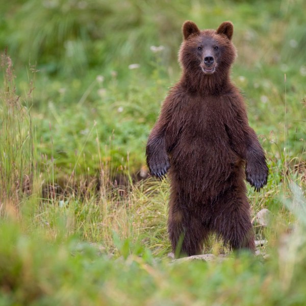 Предпоследно: Засега няма да отстрелват мечката, ловците остават в бойна готовност