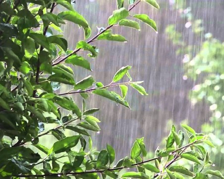 Нова идея за борба с климатичните промени: Засаждане на дървета в цяла Европа ще увеличи валежите