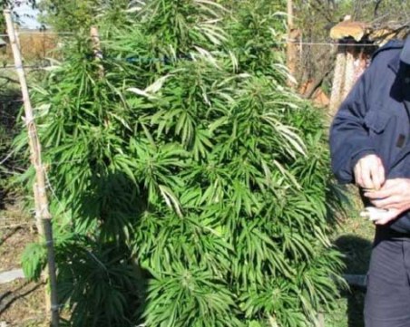 Разбиха малко стопанство за марихуана! Арестуваха 