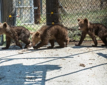 Спасените мечета в Родопите вече са в Гърция