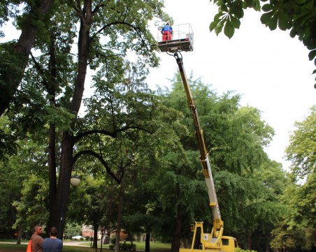 Обследваха дърветата в Цар-Симеоновата градина, прилагат нов метод за лечение