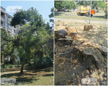 На косъм от трагедия в Пловдив: Дърво се стовари на метри от деца в парк