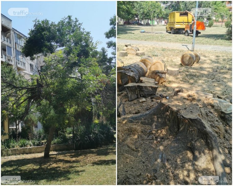 На косъм от трагедия в Пловдив: Дърво се стовари на метри от деца в парк