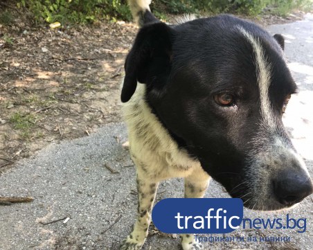 Безпризорно куче 10-ти ден чака стопаните си край пловдивски път