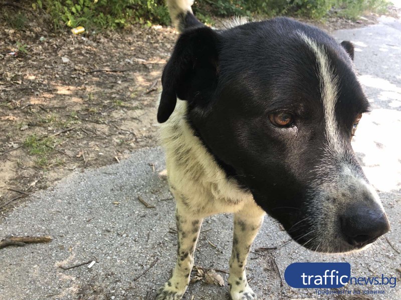 Безпризорно куче 10-ти ден чака стопаните си край пловдивски път