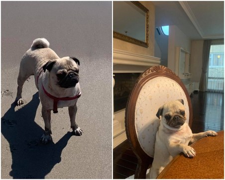 Изабела се загуби, стопаните предлагат възнаграждение