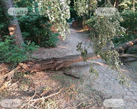 Паднало дърво вече цяла седмица блокира алея на Младежкия хълм