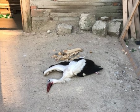 Прострелян щъркел падна в двор в Раковски