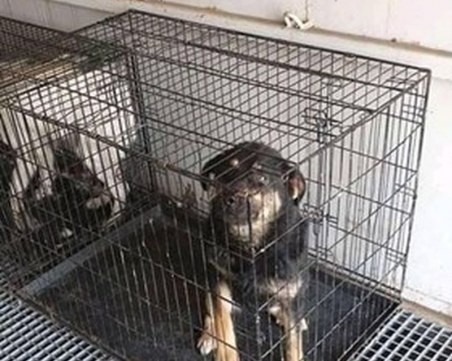 Жестоко! Затвориха кучета в клетки и ги изоставиха в контейнер в жегата