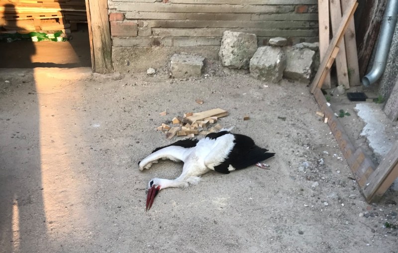 Прострелян щъркел падна в двор в Раковски