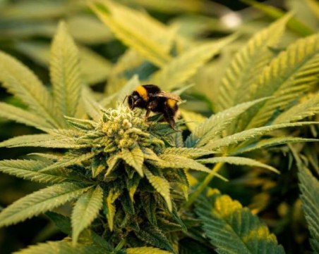 Канабисът е култивиран преди 12 000 години в Китай