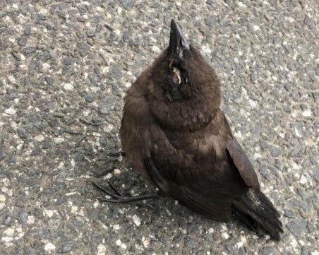 Мистериозна болест мори птици в САЩ