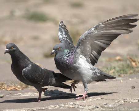 Арестуваха пловдивчанин, убил гълъб в Тракия