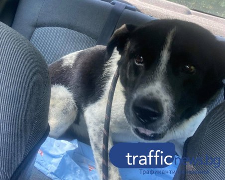 Спасиха кучето на пътя Храбрино - Дедево! Благодетелите търсят пари за лечението му