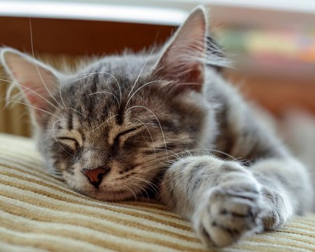 5 причини защо не бива да пускате котката в леглото