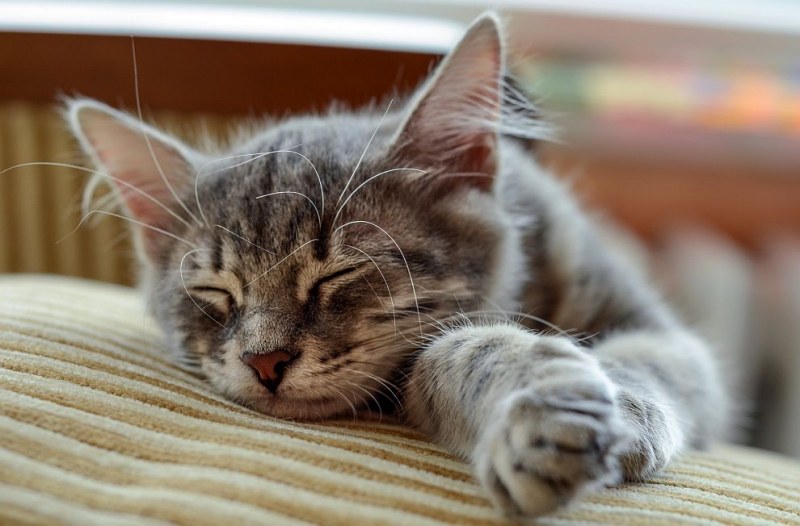 5 причини защо не бива да пускате котката в леглото