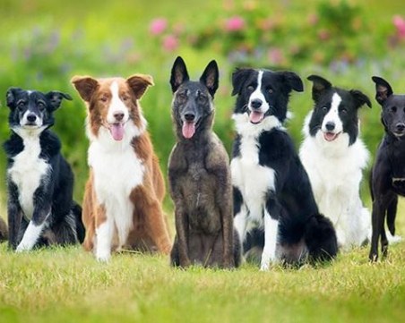 Нечовешко! Изхвърлиха 40 кучета на пътя за връх Перелик