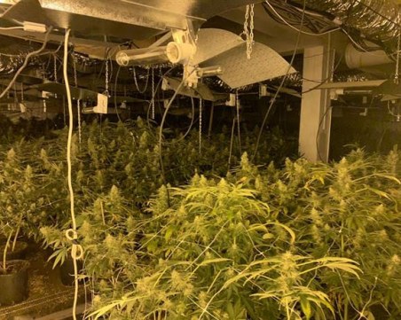 Разбиха високотехнологична оранжерия за марихуана в Бяла