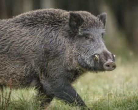 Разследват кой и кога е убил дивото прасе, заради което бе арестуван бившият шеф на ДАНС