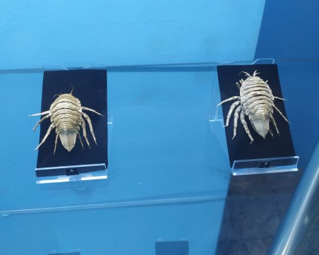 Морски звезди и други полярни експонати в нова витрина Природонаучния музей в Пловдив