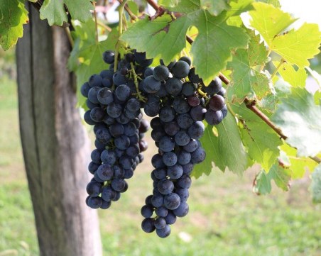 Земеделското министерство готви фонд за подкрепа на лозаро-винарския сектор