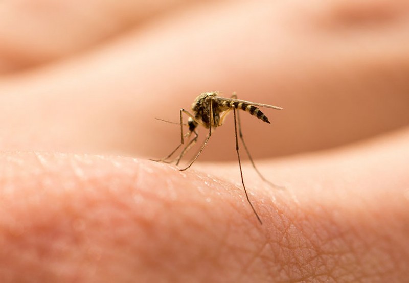 Защо комарите предпочитат едни хора пред други?