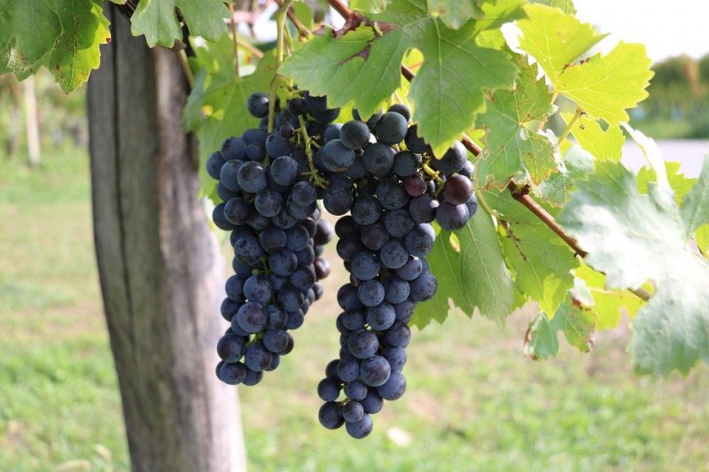 Земеделското министерство готви фонд за подкрепа на лозаро-винарския сектор