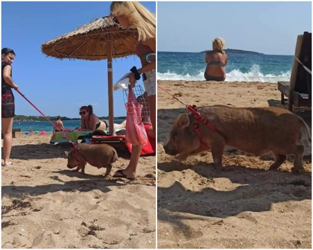 Нова мода? На море с прасе на култов плаж на Черноморието