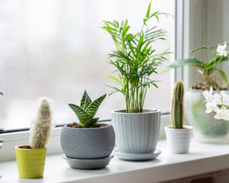 Как да спасим умиращо растение у дома