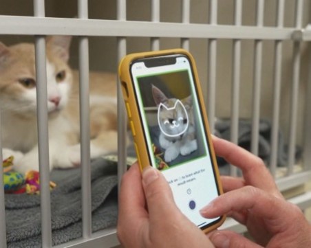 Мобилно приложение разчита емоциите на котките