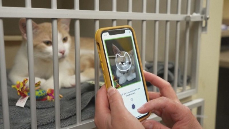 Мобилно приложение разчита емоциите на котките
