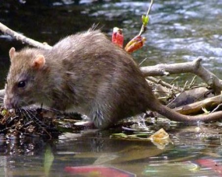 Зарази в реките! Откриха първи случаи на лептоспироза у нас