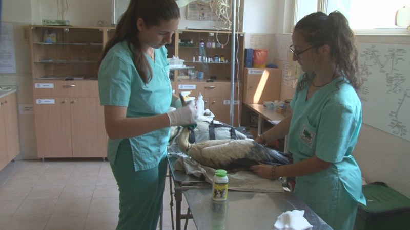 Кмет на родопско градче отново спаси бедстващ щъркел