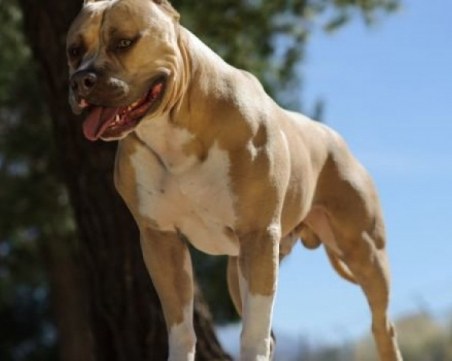 Куче нападна и нахапа зверски 11-годишно момченце