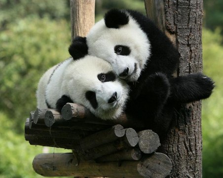 Панди близнаци се родиха в зоопарк във Франция