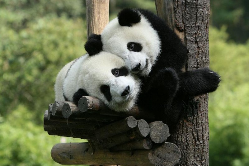 Панди близнаци се родиха в зоопарк във Франция