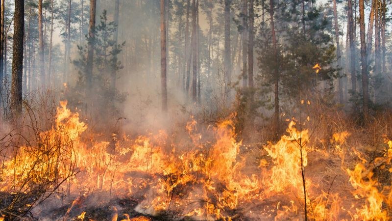 Двама горски са загинали при гасенето на пожар край Сандански