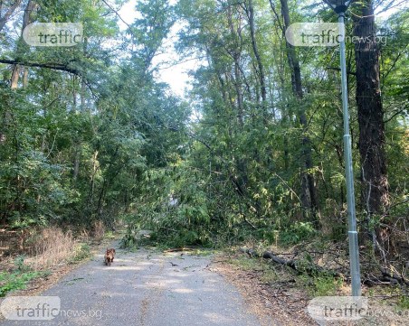 Голям клон блокира алея в Лаута