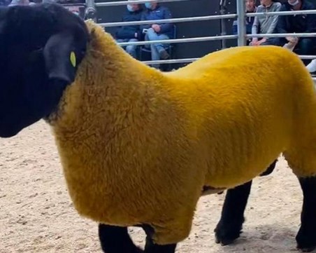 Овен в Ирландия отнесе 44 000 евро