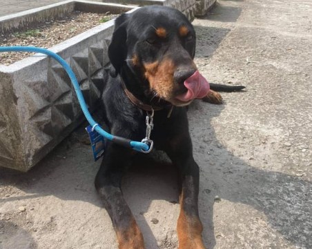 Зов за помощ! Намерено е кученце, търси се собственикът