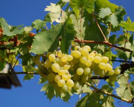 Лозарите очакват добра реколта, но изкупните цени остават ниски