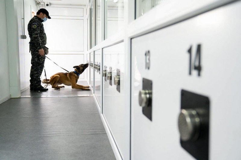 Куче засече заразен с COVID-19 на летище в Румъния