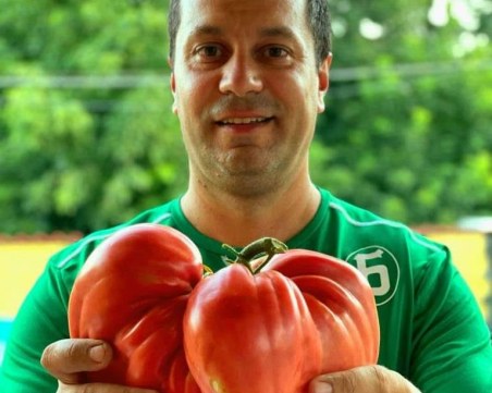 Кметът на Враца отгледа гигантски домат, тежи почти 2 кг