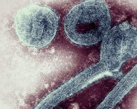 Регистрираха случай на силно заразната Марбургска болест в Африка