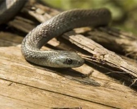Змия захапа мъж в Тракия, трети ден е под наблюдение в Токсикологията