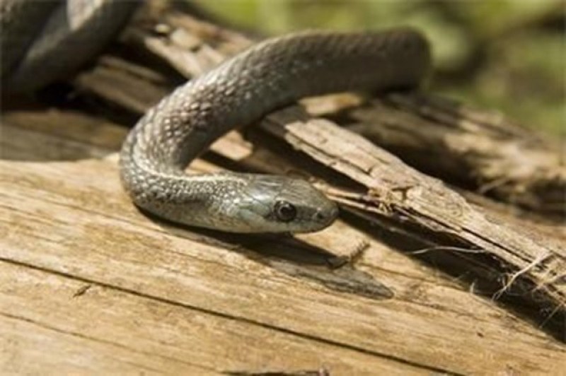 Змия захапа мъж в Тракия, трети ден е под наблюдение в Токсикологията