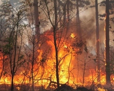 Овладяват пожара в Рила, засегнал е 15 дка борова гора