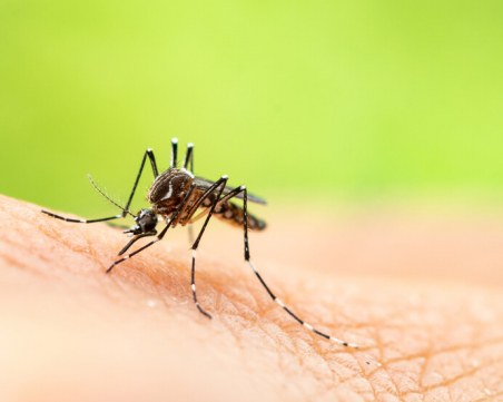 Ухапване от комар – какво може да причини?